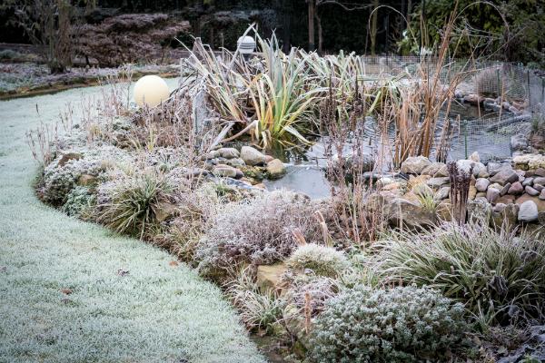 Frost im Garten