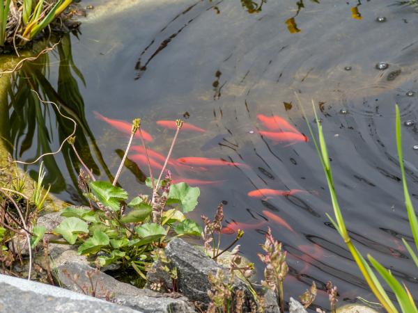 Goldfische im Gartenteich