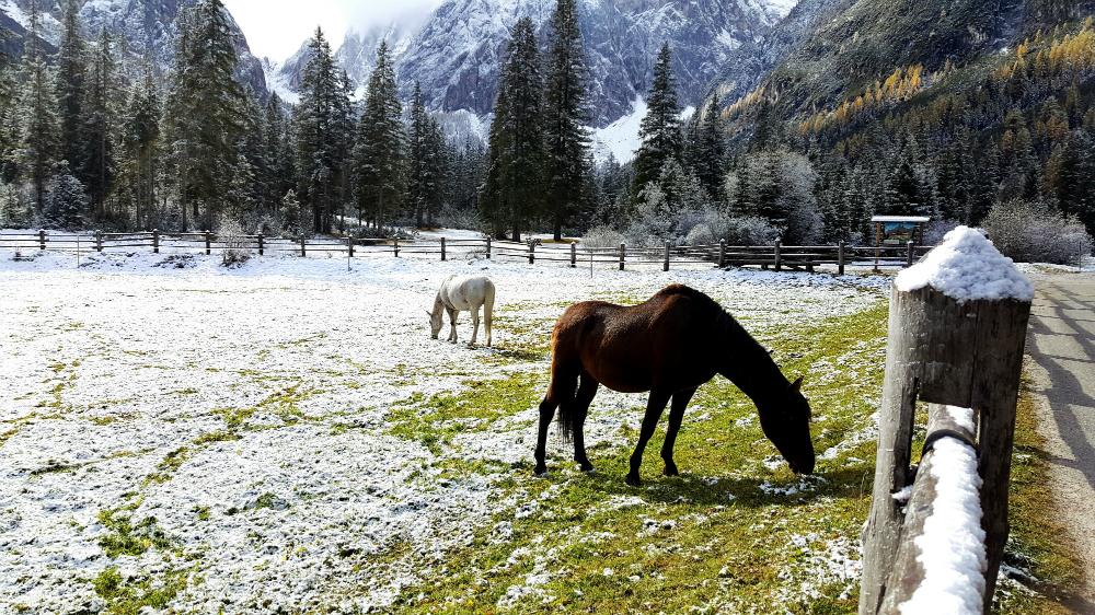 Frostsichere Tränke für Pferde
