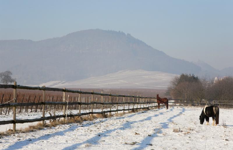 Pferdekoppel im Winter