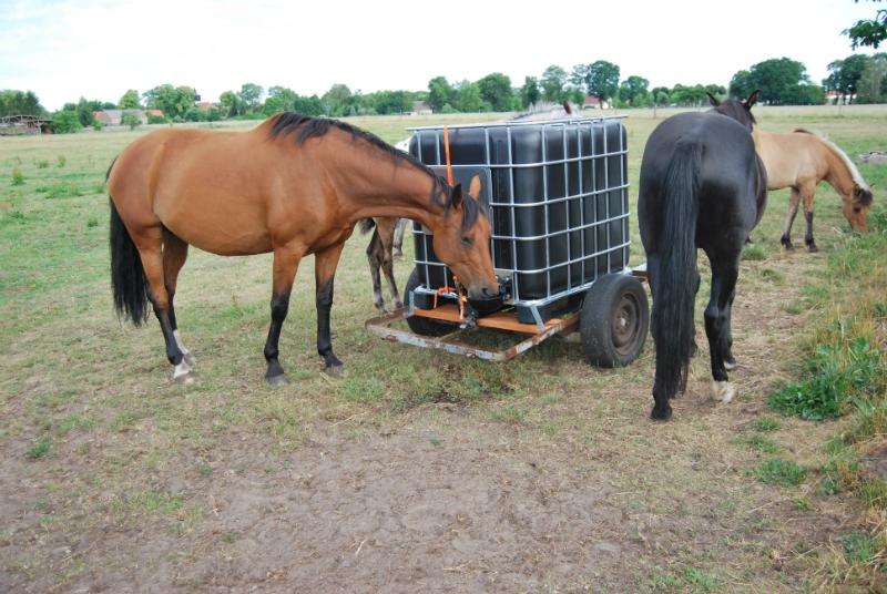 Ueberholter IBC Container als Tiertraenke