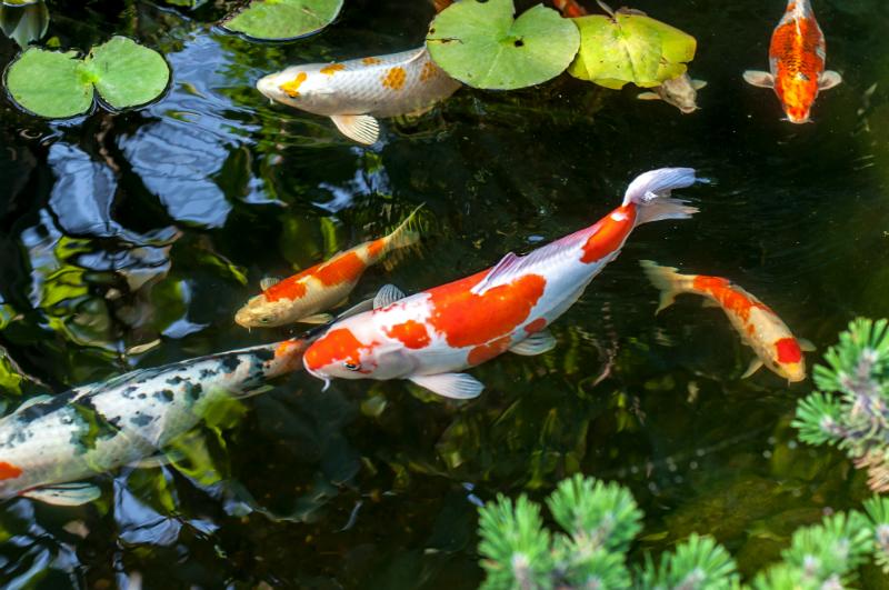 Koi Karpfen