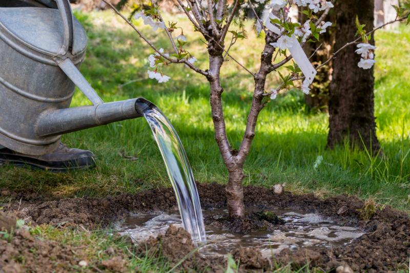 Frisch gepflanzten Baum giessen