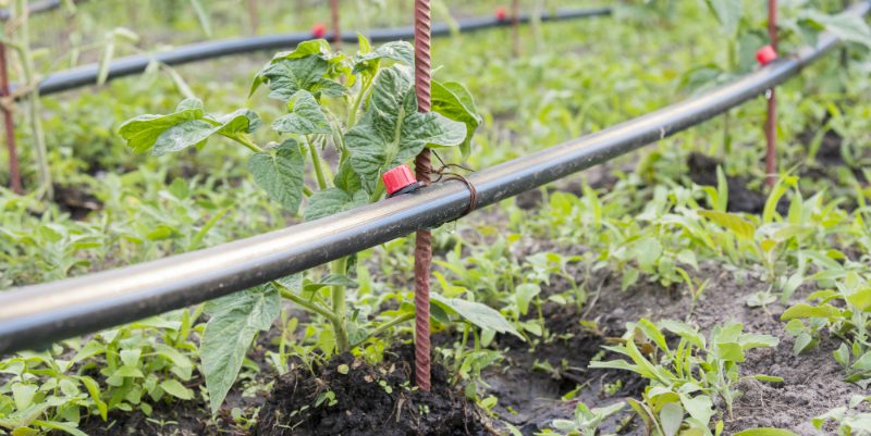Gartenbewässerung mit Tropfsystem REKUBIK® Magazin