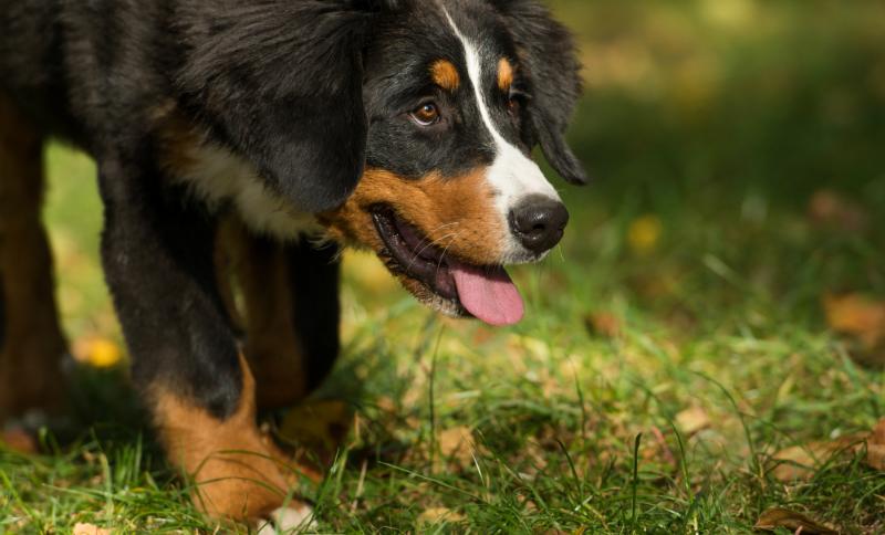 Bauen Sie eine Hundehütte für Ihren vierbeinigen Freund