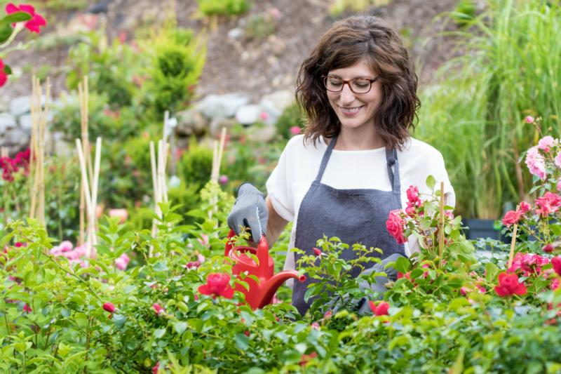 Laechelnde Floristin beim Giessen der Rosen