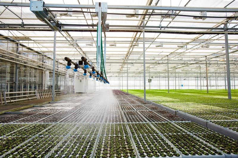 Bewaesserungssystem mit Spruehwasser von Jungpflanzen im Gewaechshaus