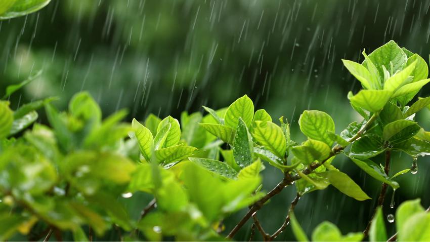 Die Nutzung von Regenwasser spart Geld und ist gut für die Umwelt