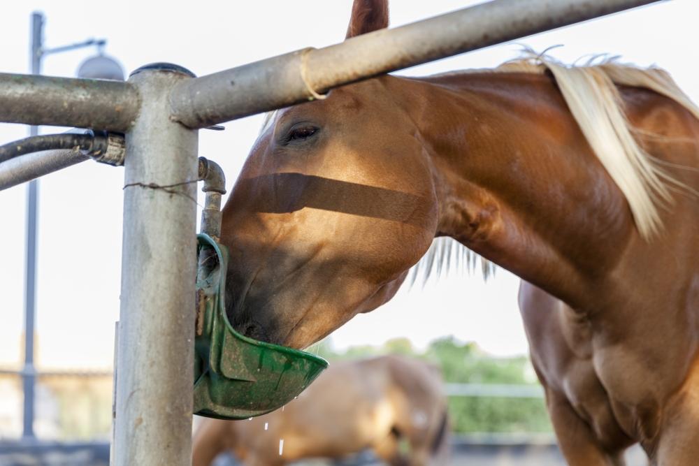 лошадь ладошками. можно ли лошадям сахар. можно ли лошадям сахар. лошадь ест морковку. что едят лошади.