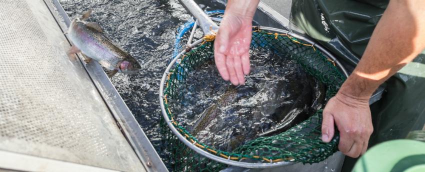 Fischzucht im eigenen Garten