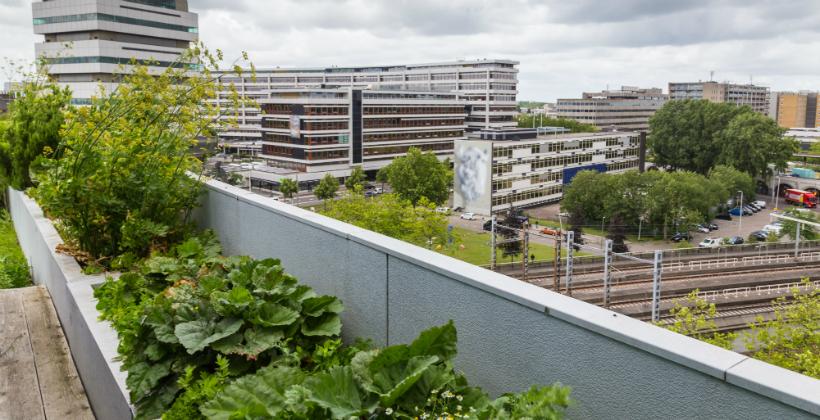 Ein Dachgarten in der Stadt