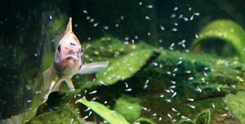 Aquaponic Fischarten und Gemüsesorten REKUBIK® Magazin