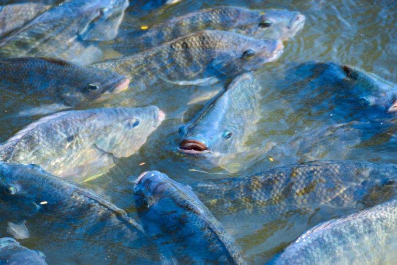 Die Anzahl der Fische immer auf der richtigen Menge halten