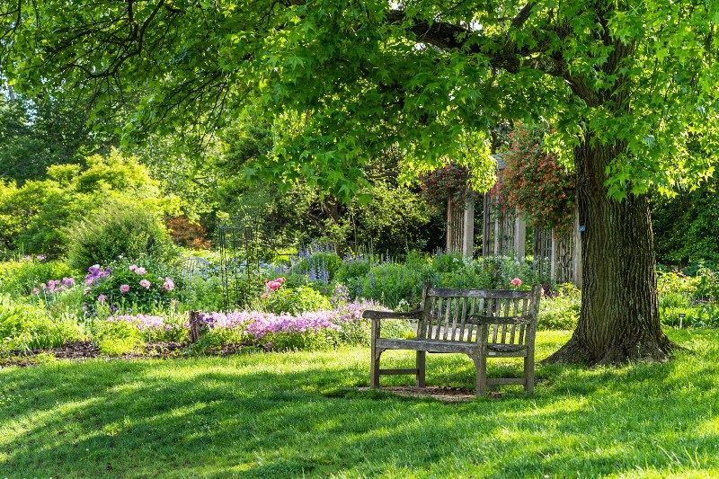 Tiefwurzelnde Bäume versogen sich die meiste Zeit des Jahres selbst mit Wasser Ein großer Baum in einem Garten, davor steht eine Gartenbank