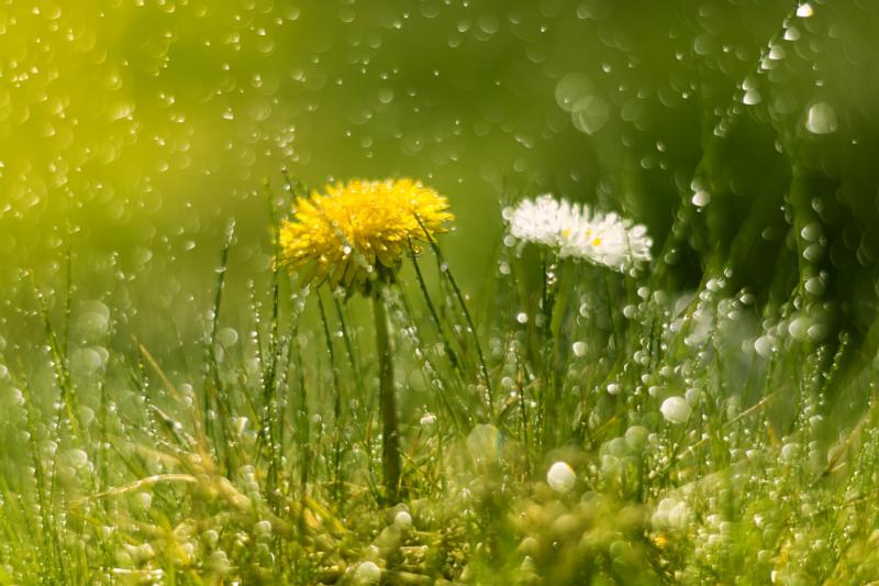 Das sammeln von Regenwasser ist besonders umweltschonend