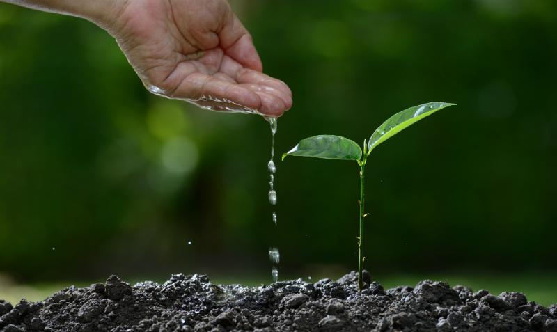 Warum Regenwasser das bessere Gießwasser ist