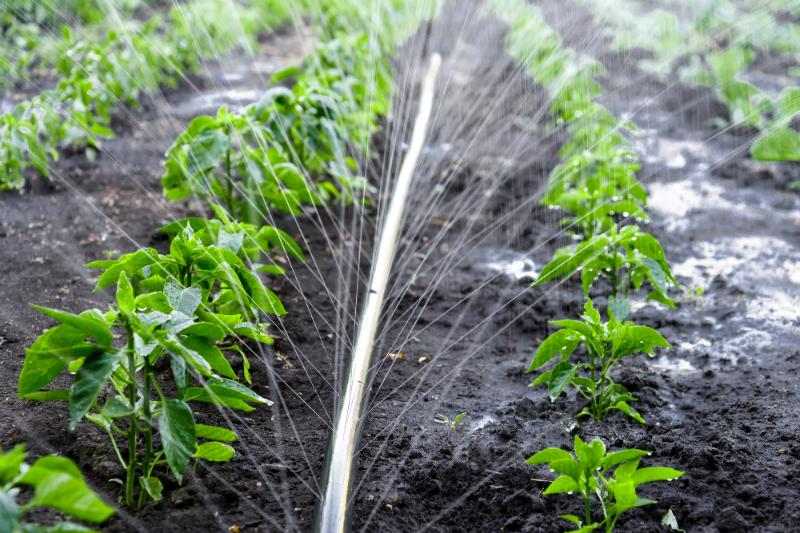 Gartenbewässerung mit System