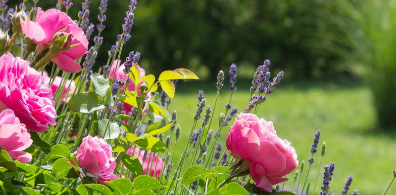 Ein wunderschöner Garten bedarf viel Pflege