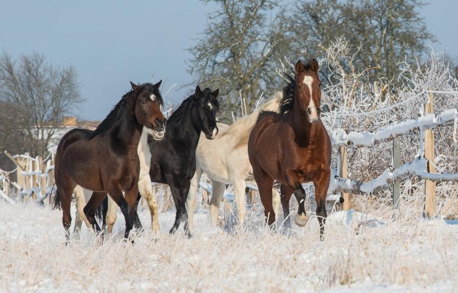 pferde-koppel-schnee