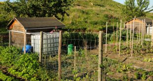 Big ist beautiful? Nicht immer große Wassertanks im Garten können überdimensioniert sein. Abhilfe schafft ein kleiner IBC.