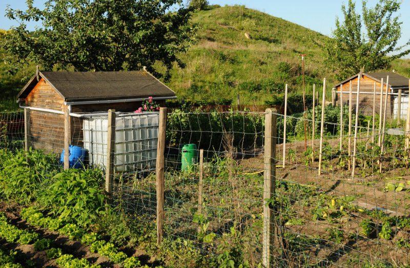 Big ist beautiful? Nicht immer große Wassertanks im Garten können überdimensioniert sein. Abhilfe schafft ein kleiner IBC.