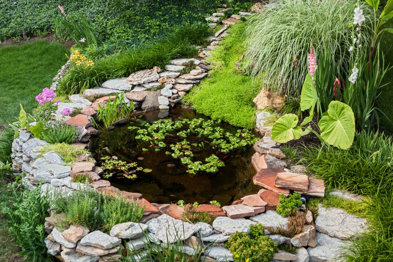 Ein kleiner Teich in einem Garten