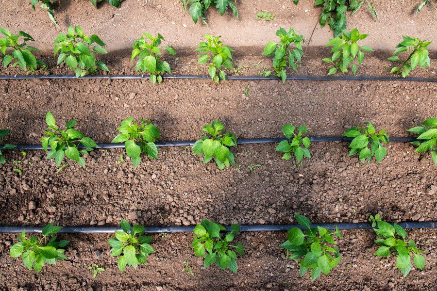 Beregnungstechnik im Garten