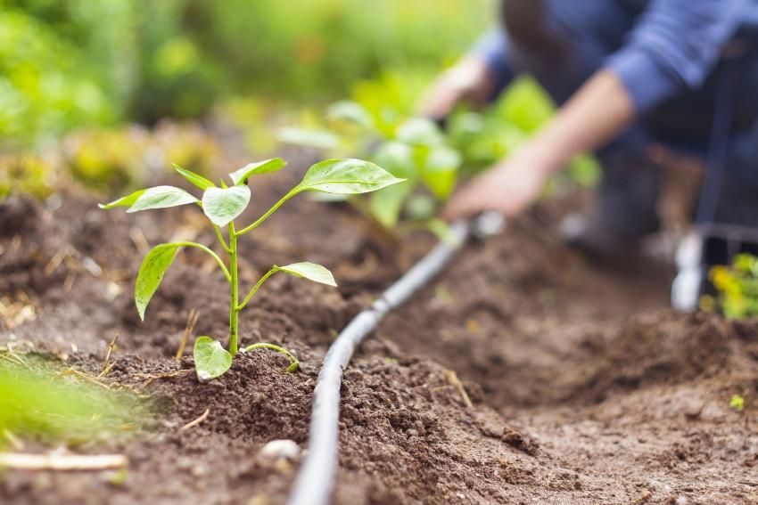 Arbeit im Garten mit Tropfbewaesserung gemuesegarten-bewaessern