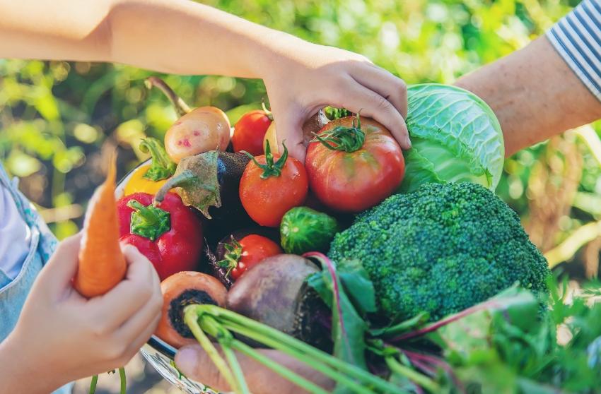 Gemuese aus dem eigenen Garten liegt im Trend gemuesegarten-bewaessern