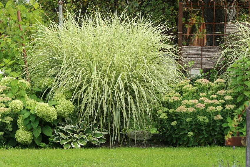 Gepflegter Sommergarten moderne Gartenanlage in gruen-weiss