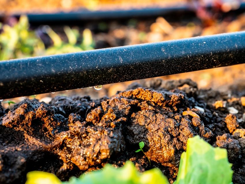 Tropfbewaesserungsschlauch im Garten gemuesegarten-bewaessern