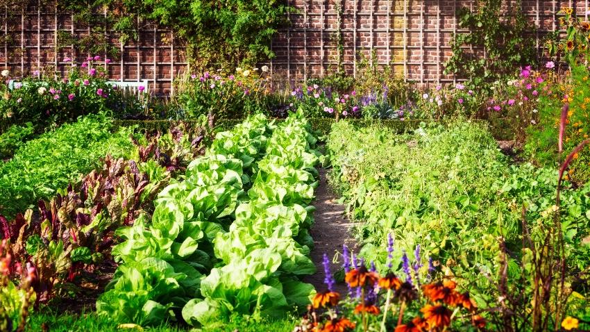 Gemüsegarten bewässern