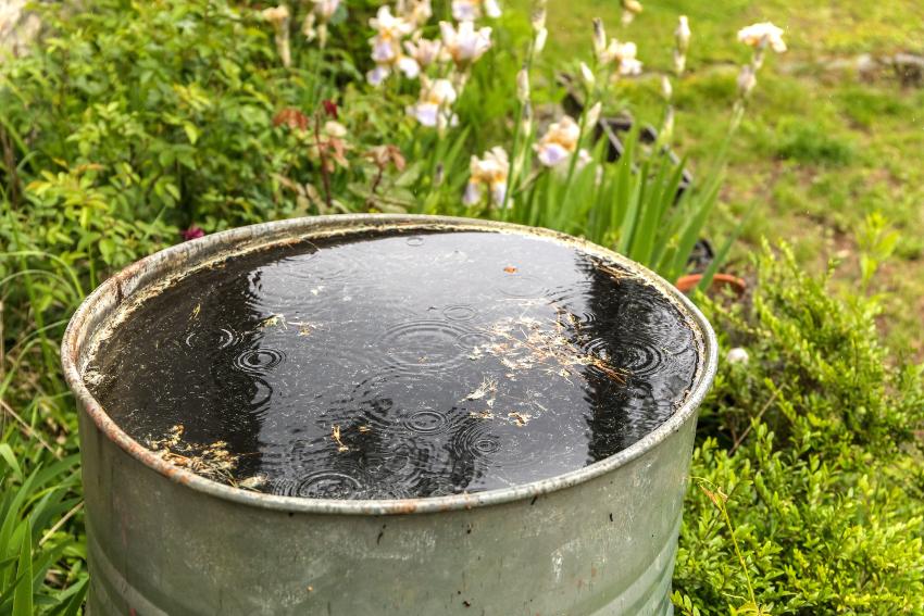 Eine gefüllte Regentonne steht in einem Garten. Regenwassersammler am IBC anschließen