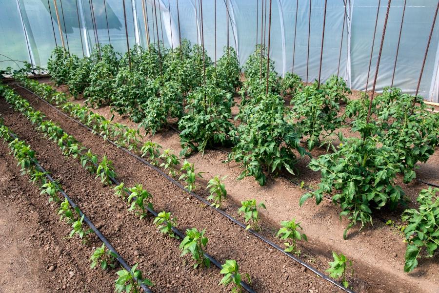 Bio-Tomaten- und Pfefferpflanzen in einem Gewaechshaus mit Tropfbewaesserungssystem tomaten-bewaessern