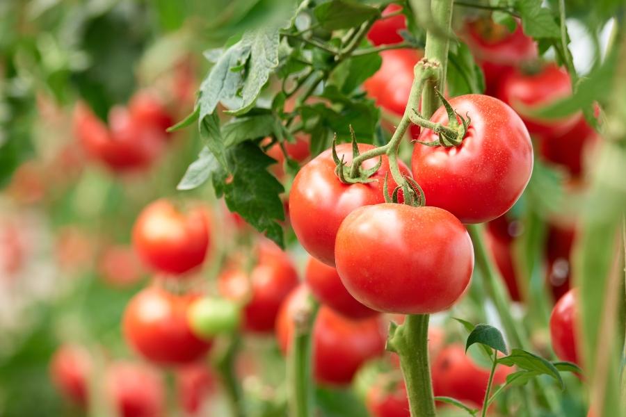 reife-tomaten-bewaessern