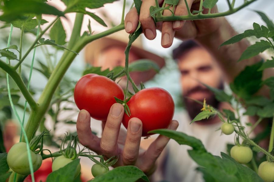 tomate-hobbygaertner-tomaten-bewaessern