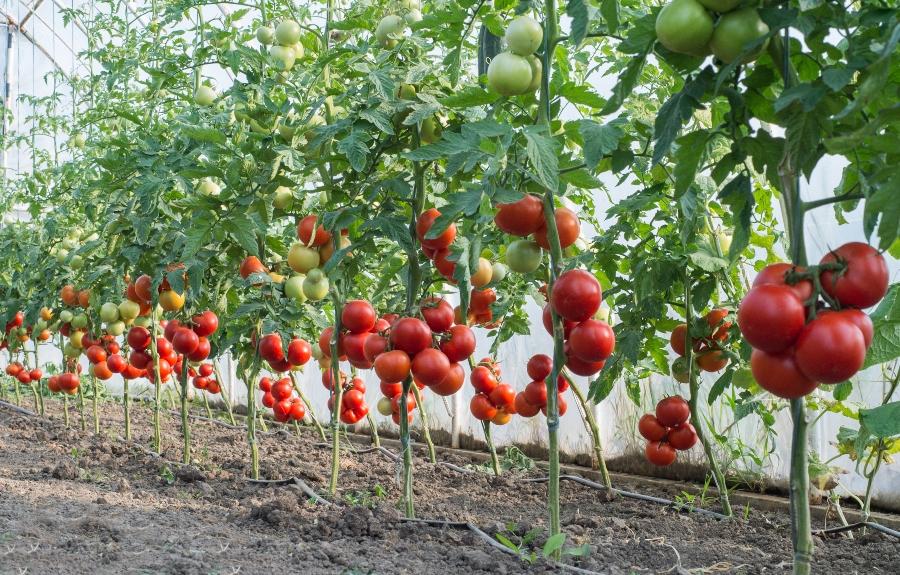 tropfbewaesserung-tomaten-tropfleitungen-gartenbewaesserung