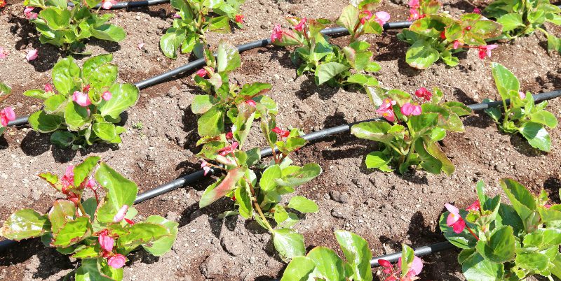 Hochbeet mit einer effizienten Hochbeet-Bewässerung