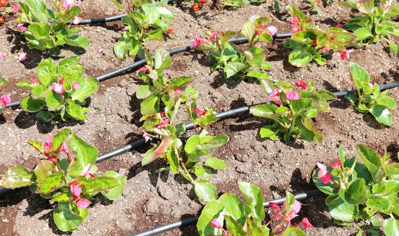 Hochbeet mit einer effizienten Hochbeet-Bewässerung