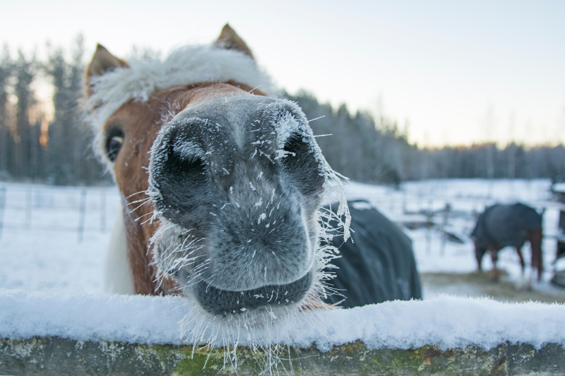 Ein Pferd auf der winterlichen Weide