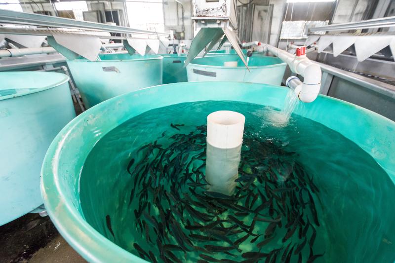 Fischzucht in Plastikcontainern