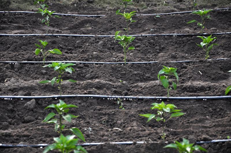 Tröpfchenbewässerung REKUBIK® Magazin