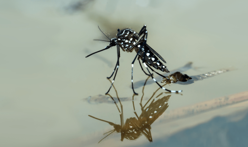 Eine Stechmücke sitzt auf der Wasseroberfläche eines verschmutzten Regenwasserreservoirs
