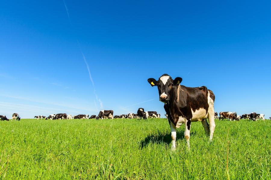 Kuehe grasen auf einer gruenen Wiese bei sonnigem Wetter rindertraenke