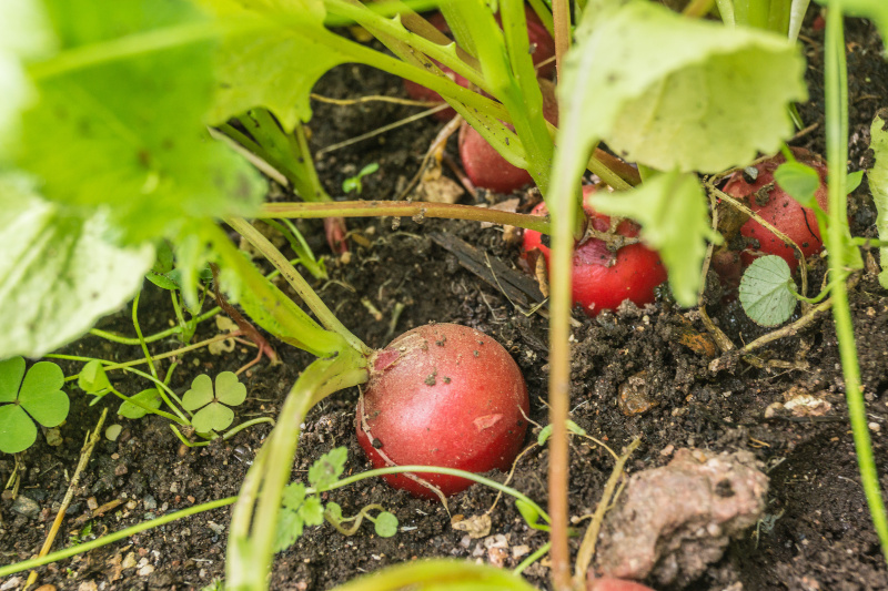 Radieschen sind schnellwachsend und garantieren erste Erfolgserlebnisse Radieschen im Beet Radieschen sind