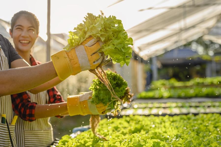 IBCs als Basis für urbane Landwirtschaft – Urban Farming in Tankblasen