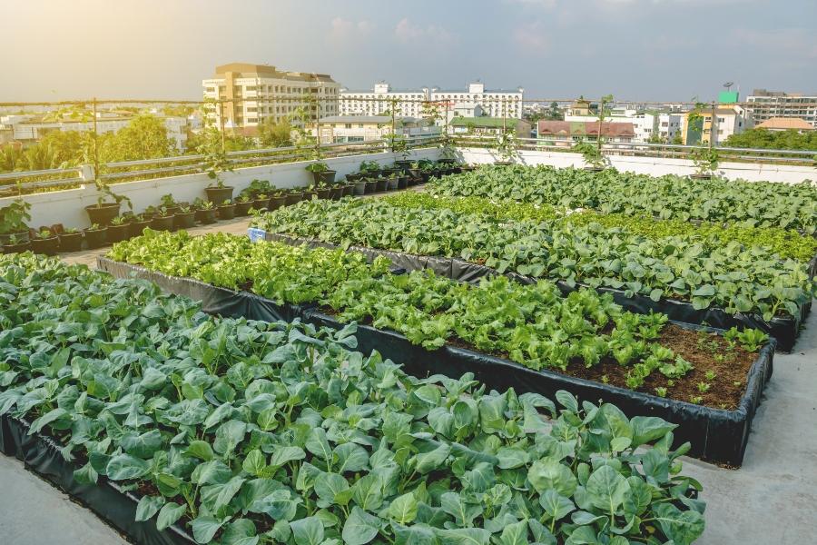 Rooftop Farming Urbane Landwirtschaft