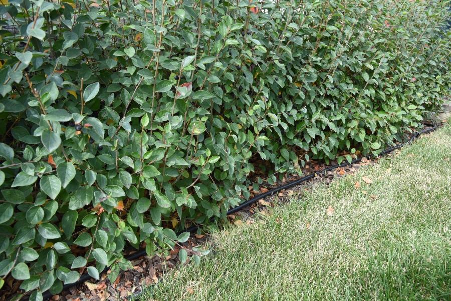 Hecke bewässern
