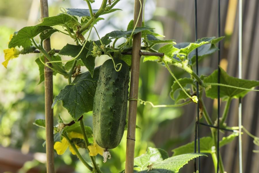 Gurken im Hochbeet anbauen Rankhilfe