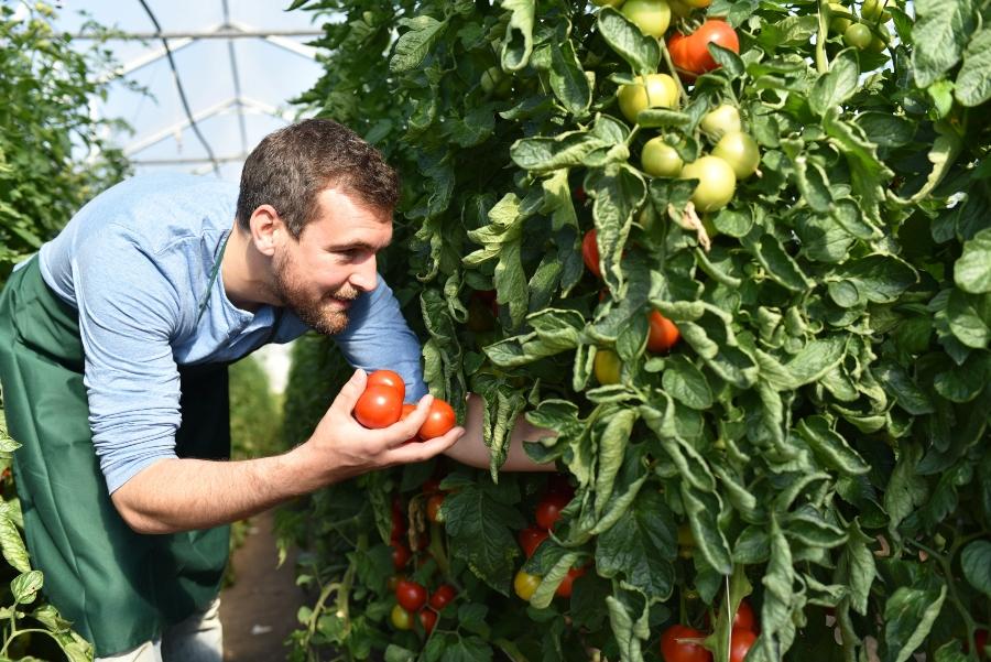 Tomatenbewässerung im Tomatenhaus